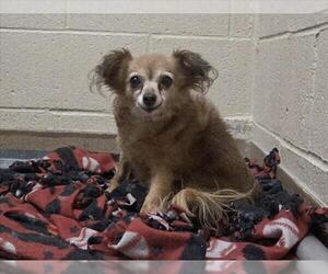 Chihuahua Dogs for adoption in Martinez, CA, USA