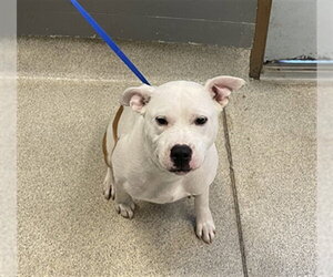 American Bulldog Dogs for adoption in Tallahassee, FL, USA