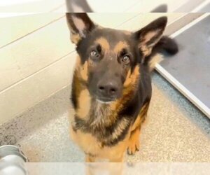 German Shepherd Dog Dogs for adoption in Houston, TX, USA