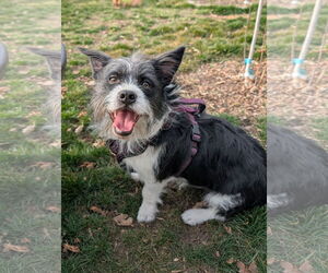 Mutt Dogs for adoption in Sandy, UT, USA