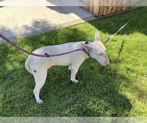 Miniature Bull Terrier Dogs for adoption in Santa Maria, CA, USA