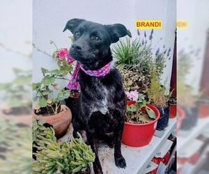 Chihuahua-Unknown Mix Dogs for adoption in Woodland Hills, CA, USA