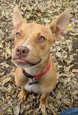 American French Bull Terrier Dogs for adoption in Plano, TX, USA