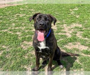 Mastiff-Unknown Mix Dogs for adoption in Orange, CA, USA