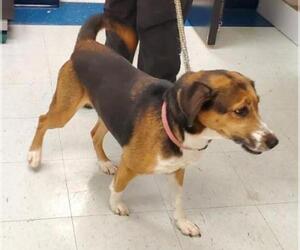 Australian Shepherd-Beagle Mix Dogs for adoption in Dellslow, WV, USA