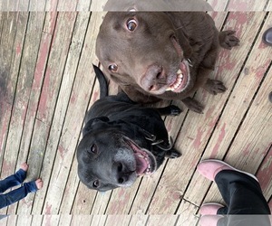 Medium Photo #1 Labrador Retriever-Unknown Mix Puppy For Sale in Warrington, PA, USA