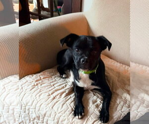 Pug-Unknown Mix Dogs for adoption in New London, WI, USA