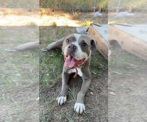 Mutt Dogs for adoption in Las Vegas, NM, USA