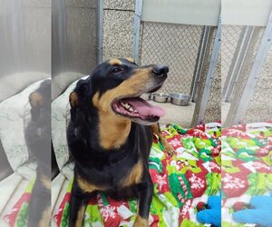 Mutt Dogs for adoption in Martinsburg, WV, USA