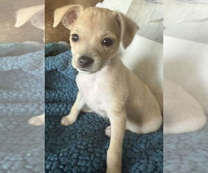 Chihuahua-Unknown Mix Dogs for adoption in Plainfield, IL, USA