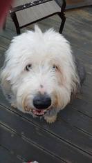 Old English Sheepdog Dogs for adoption in Darlington, MD, USA
