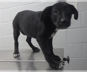 Labrador Retriever Dogs for adoption in Augusta, GA, USA