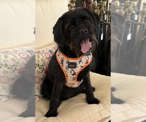 Mutt Dogs for adoption in Mundelein, IL, USA
