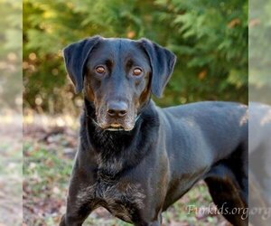 Labrador Retriever Dogs for adoption in Cumming, GA, USA
