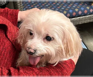 Maltese Dogs for adoption in Ellijay, GA, USA