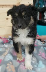 Border-Aussie Dogs for adoption in Maple Grove, MN, USA