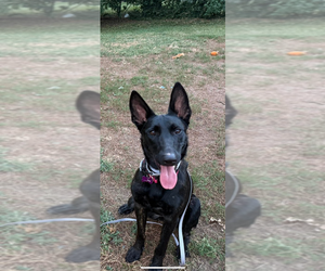 - Mix Dogs for adoption in Imlay City, MI, USA