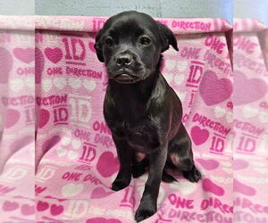 Pug-Unknown Mix Dogs for adoption in Lake Forest, CA, USA