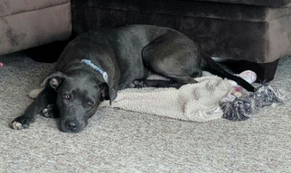 Small Great Dane-Labrador Retriever Mix