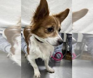 Chihuahua Dogs for adoption in Forestville, MD, USA