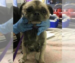 Pug-Unknown Mix Dogs for adoption in Riverside, CA, USA