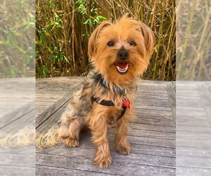 Mutt Dogs for adoption in San Diego, CA, USA