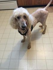 Poodle (Standard) Dogs for adoption in Westminster, MD, USA