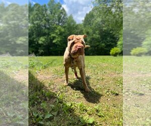 Chinese Shar-Pei Dogs for adoption in Cromwell, KY, USA