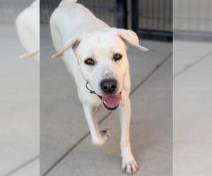 Labrador Retriever-Unknown Mix Dogs for adoption in Sacramento, CA, USA