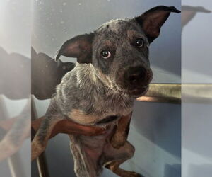 Australian Cattle Dog Dogs for adoption in San Bernardino, CA, USA