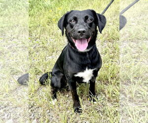 Labrador Retriever-Unknown Mix Dogs for adoption in Pittsburgh, PA, USA