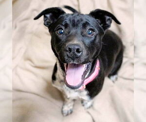 Labrador Retriever-Unknown Mix Dogs for adoption in Rutherfordton, NC, USA