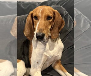 Treeing Walker Coonhound Dogs for adoption in Brewster, NY, USA