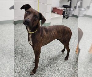 Unknown-Weimaraner Mix Dogs for adoption in Salisbury, NC, USA