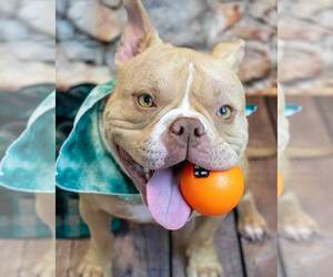 Faux Frenchbo Bulldog Dogs for adoption in Kennesaw, GA, USA
