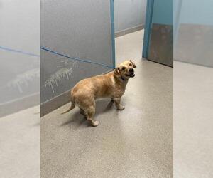 Golden Retriever-Unknown Mix Dogs for adoption in Las Vegas, NV, USA