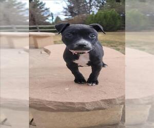 Staffordshire Bull Terrier Dogs for adoption in Fort Collins, CO, USA