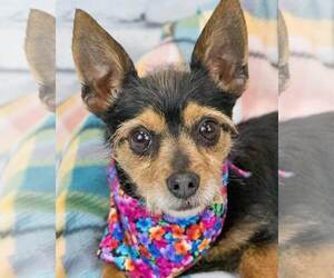 Chihuahua-Unknown Mix Dogs for adoption in Kennesaw, GA, USA
