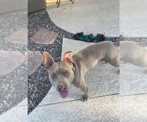 Staffordshire Bull Terrier-Vizsla Mix Dogs for adoption in Chandler, AZ, USA
