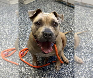 American Pit Bull Terrier-Unknown Mix Dogs for adoption in Jackson , NJ, USA