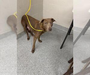 American Pit Bull Terrier-Unknown Mix Dogs for adoption in Pasadena, TX, USA