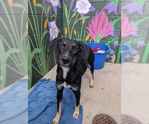 Australian Shepherd-Unknown Mix Dogs for adoption in Frisco, CO, USA