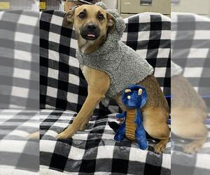 German Shepherd Dog-Unknown Mix Dogs for adoption in Pasadena, TX, USA