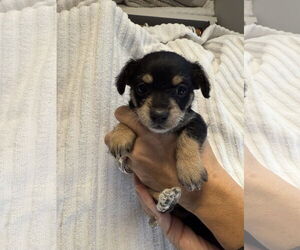 Chihuahua-Unknown Mix Dogs for adoption in Jackson Township, NJ, USA