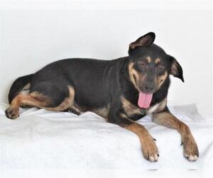 American Pit Bull Terrier-German Shepherd Dog Mix Dogs for adoption in Oroville, CA, USA