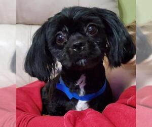 Shih Tzu Dogs for adoption in Marrero, LA, USA