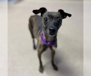 Whippet Dogs for adoption in Aurora, CO, USA