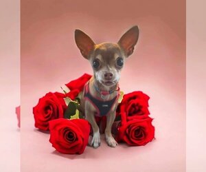 Chihuahua Dogs for adoption in Bellingham, WA, USA
