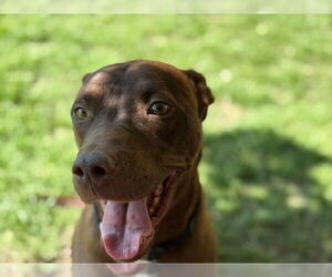 American Pit Bull Terrier-Unknown Mix Dogs for adoption in Tulsa, OK, USA