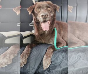 Labrador Retriever-Unknown Mix Dogs for adoption in Houston, TX, USA
